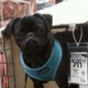 Meet your Posher, Brooks